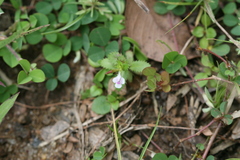 Lindernia crustacea